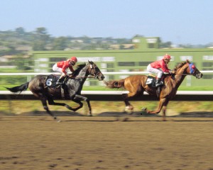 horse race