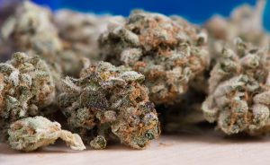 cannabis 2150543 1920 1