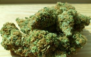 cannabis 448661 1920